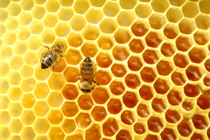 Bijen - honingraat
